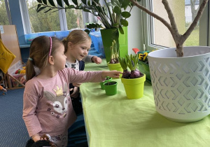 Dzieci obserwują rośliny