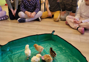 Dzieci obserwują kurczaki.