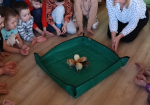 dzieci obserwują jak zachowują się małe kurczaczki