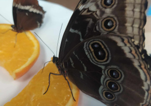 Motyl na pomarańczy.