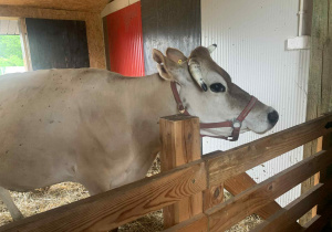 Krowa Milka
