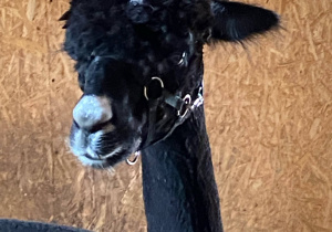 lama.