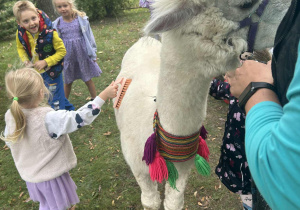 Dziewczynka czesze alpakę.