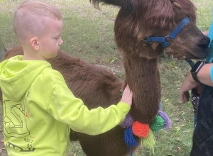 Obchody Dnia Przedszkolaka - spotkanie z alpakami.