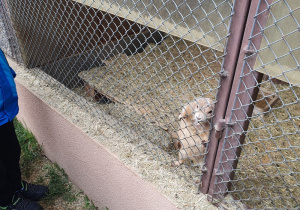 Szynszyle. Zwiedzanie mini zoo.
