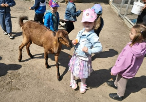 dzieci karmią kozę