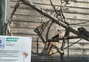 Marmozeta białoucha w wolierze