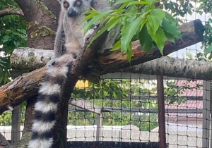 lemur