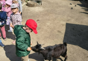 chłopiec karmi kozę