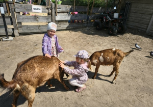 dziewczynki głaszczą kozy