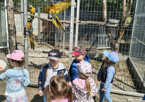 przedszkolaki przed klatką z papugami