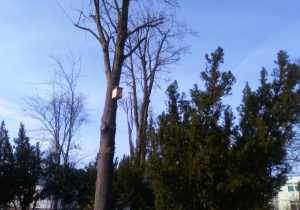 Budka lęgowa na drzewie w naszym ogrodzie